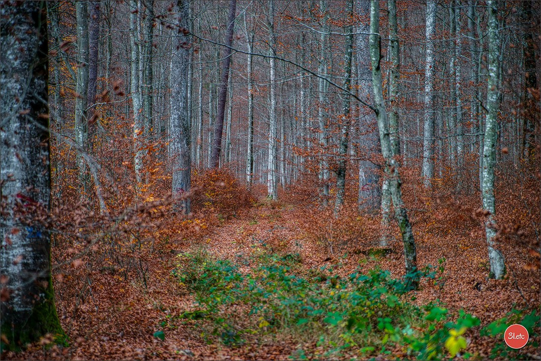 Rocher du Pfaffenlapp. Photographe à Strasbourg | Portraits, Studio, Enfants, Événements