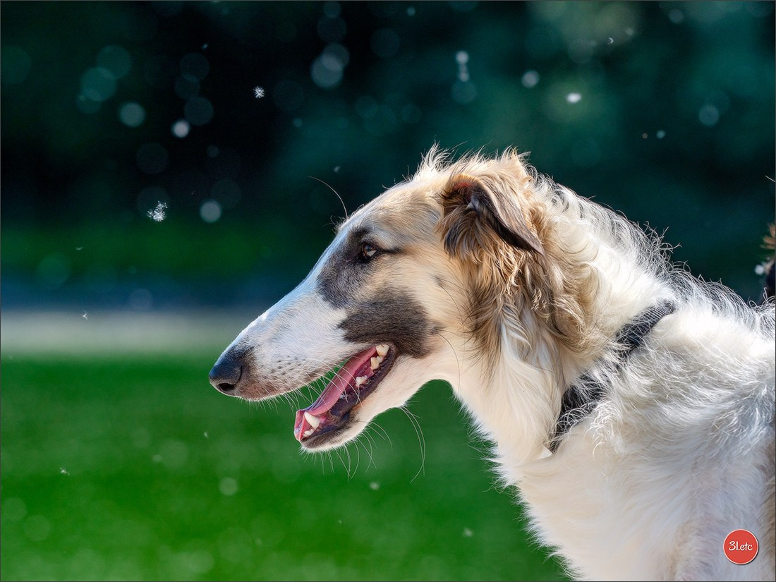 Photographie animalière. Photographe à Strasbourg | Portraits, Studio, Enfants, Événements