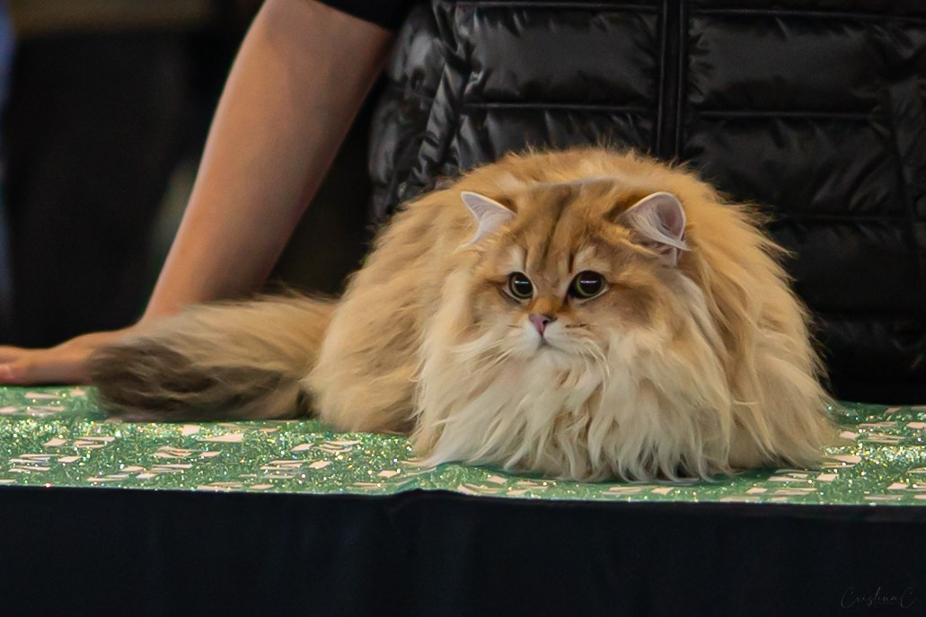 Pet Expo 2025. Bycristinaciobanu