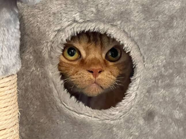 Dorito, boy, born on 06.06.24 SOLD. Devon Rex Pixie Cattery