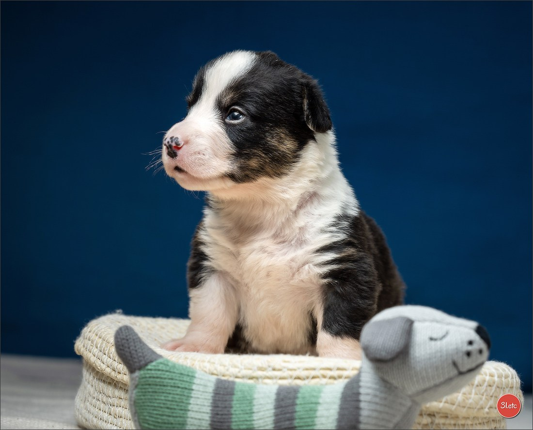Photographie animalière. Photographe à Strasbourg | Portraits, Studio, Enfants, Événements