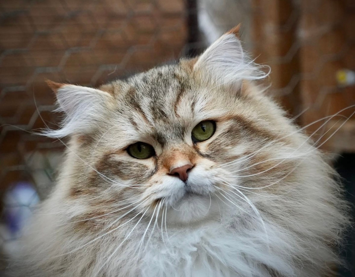 Sire by RW TGC Musrafy BARABASS. Aiusha is from a famous cattery in the UK. Her breeder, Maria, is also a TICA judge. She is definitely a master of this breed, and her cats have consistently won many trophies. I am so honored to have my first NEM from her. Aiusha has strong boning, low ear placement, and the correct coat texture. I’m looking forward to seeing her shine in shows later!