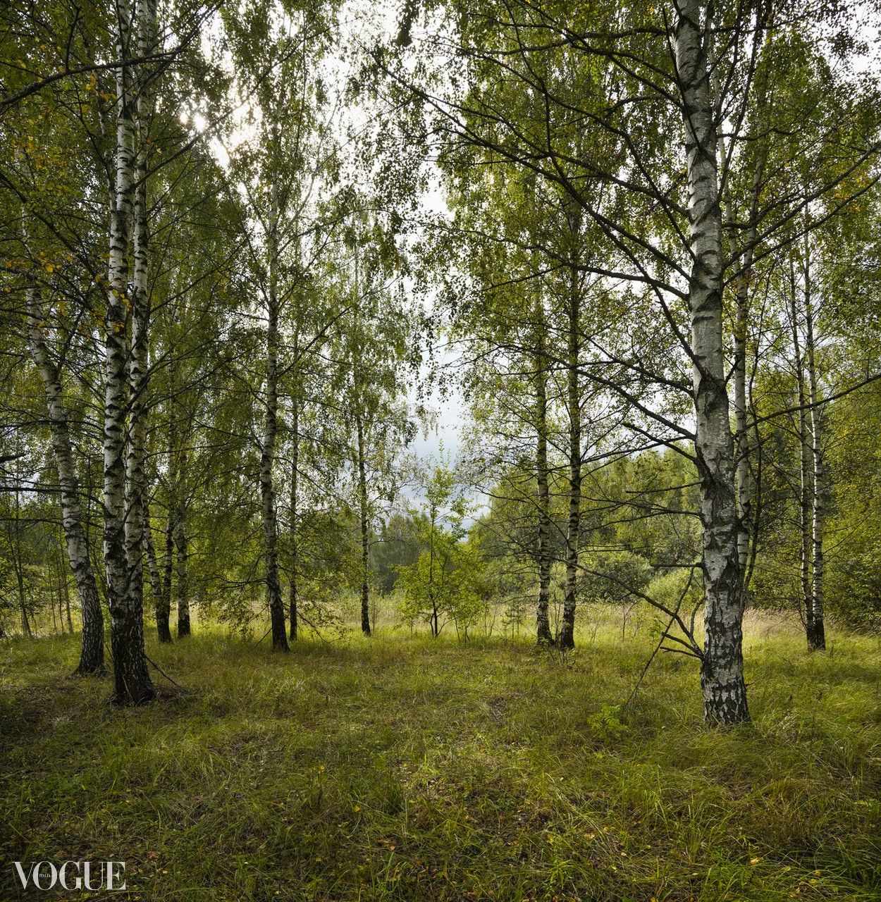 Сказка подмосковного леса. Суть фотографии в стиле изобразительного искусства
