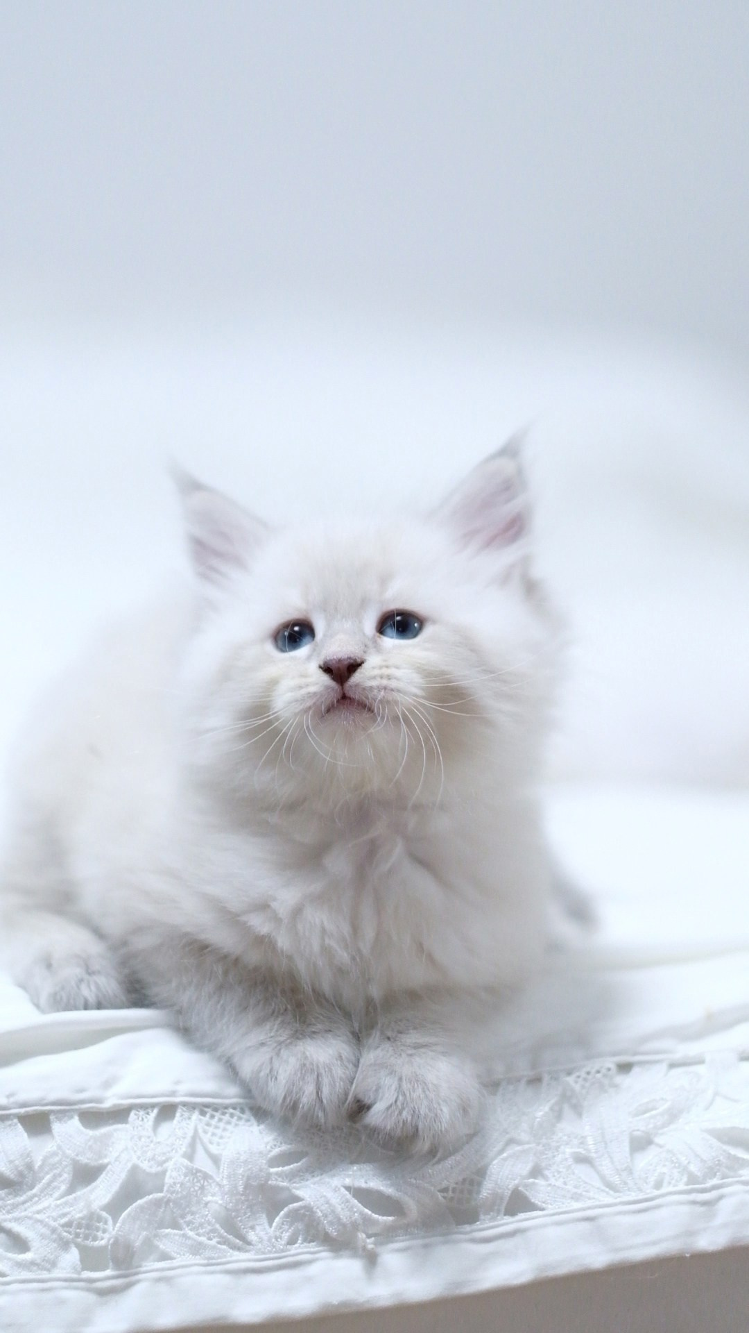N-Altair. SIBERIALIS: Katzenzucht von Sibirischen und Neva Masquarade Katzen