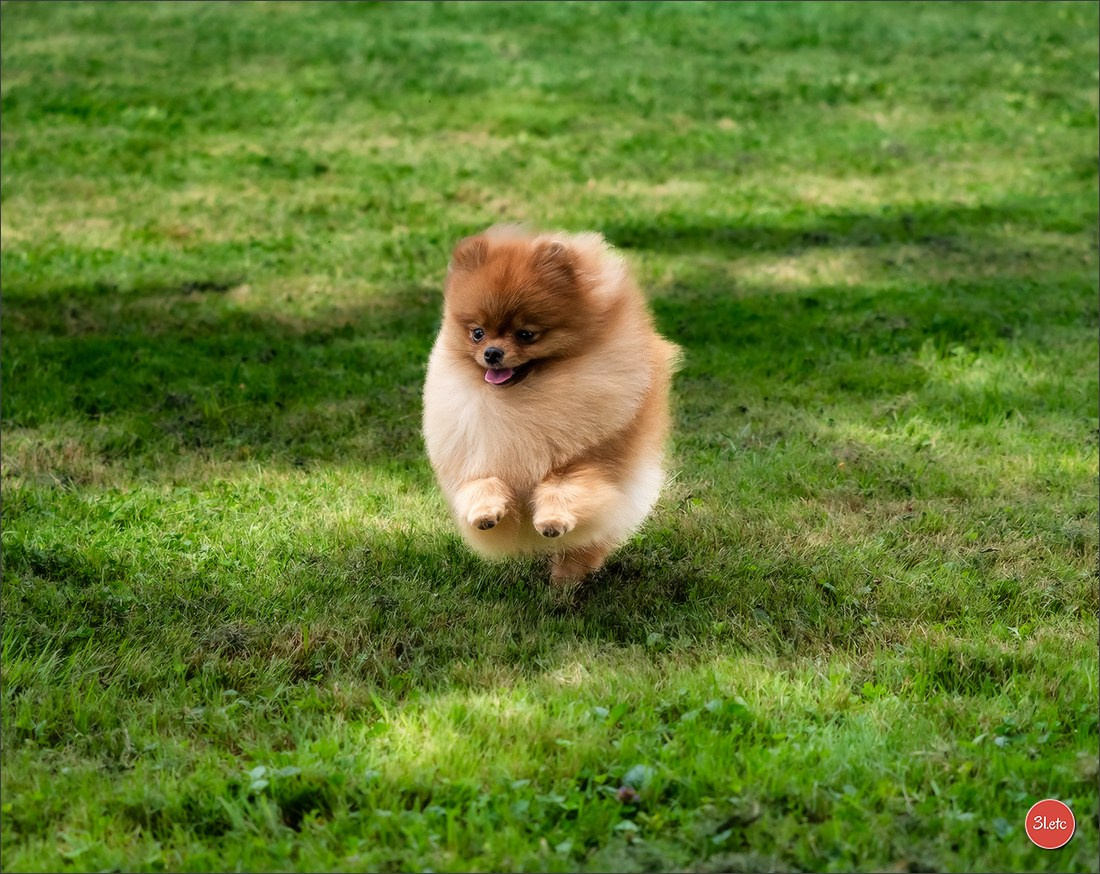 Expo canine Strasbourg  🇫🇷  23-24/08/2025. Photographe à Strasbourg | Portraits, Studio, Enfants, Événements