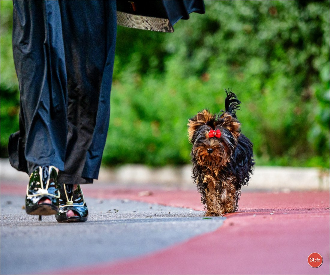 Expo canine 🇲🇨  Monaco 10-11/05/2025. Photographe à Strasbourg | Portraits, Studio, Enfants, Événements