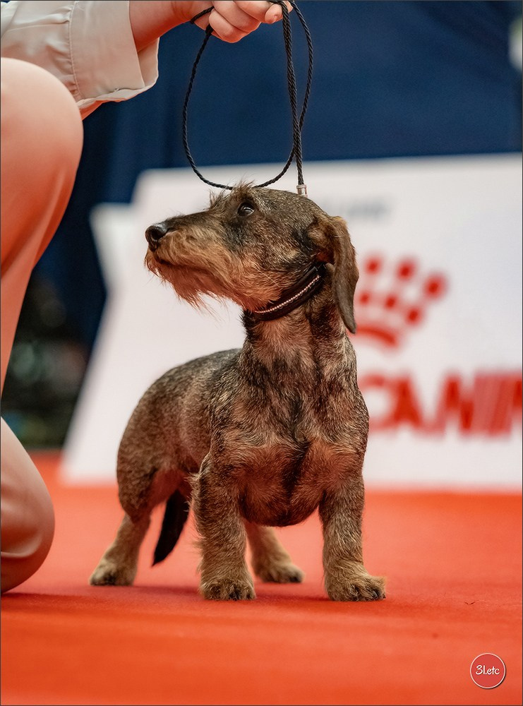 🇫🇷  Perpignan Dog Show  🇫🇷  Expo canine  17-18/01/2026. Photographe à Strasbourg | Portraits, Studio, Enfants, Événements