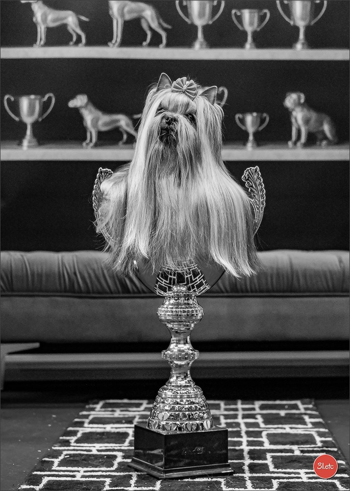 Photographie animalière. Photographe à Strasbourg | Portraits, Studio, Enfants, Événements