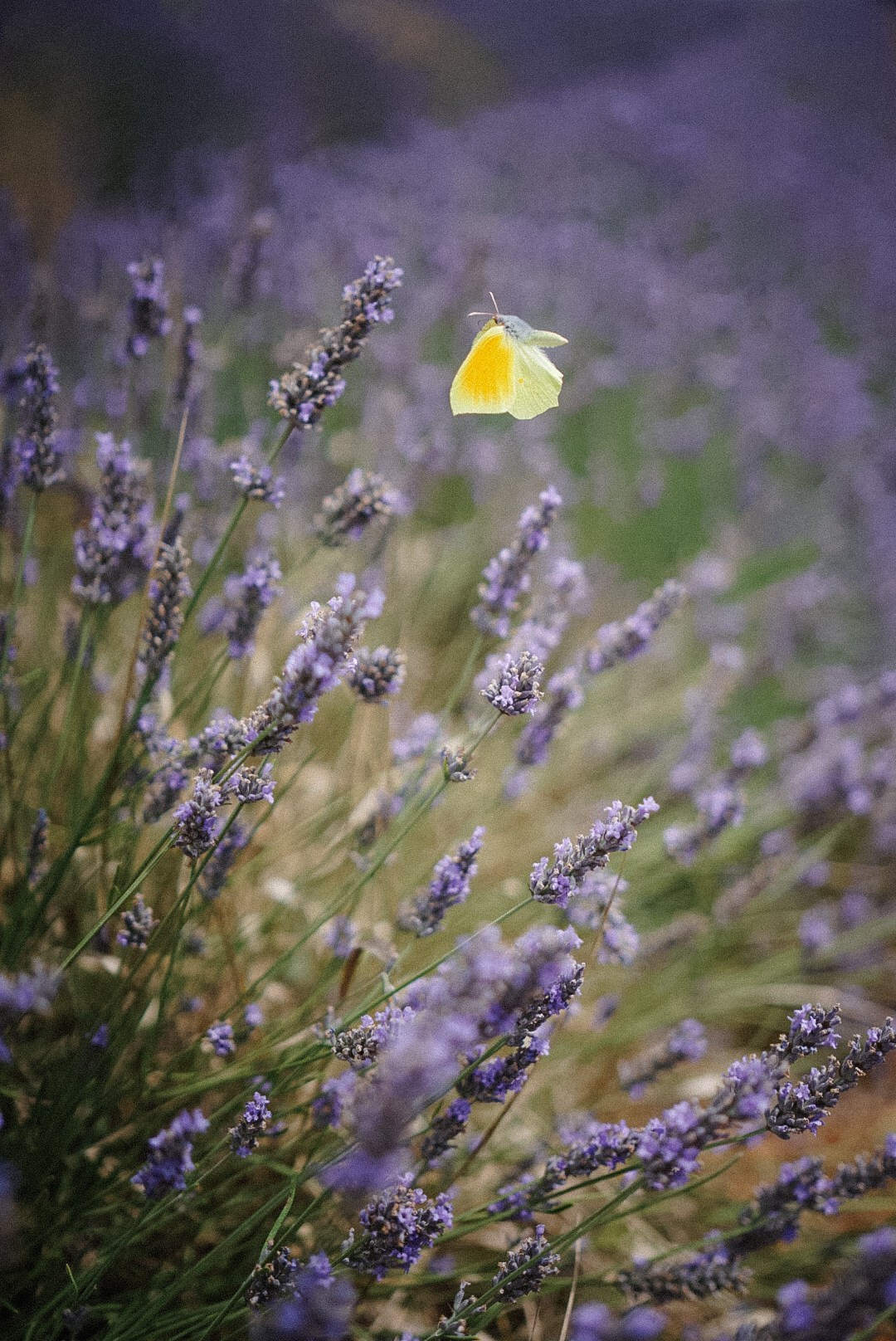 Le Verdon (Quinson, Esparron). Photographe à la Seyne sur Mer, Var