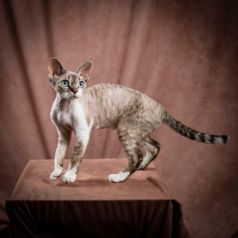 Hunti. Devon Rex Pixie Cattery