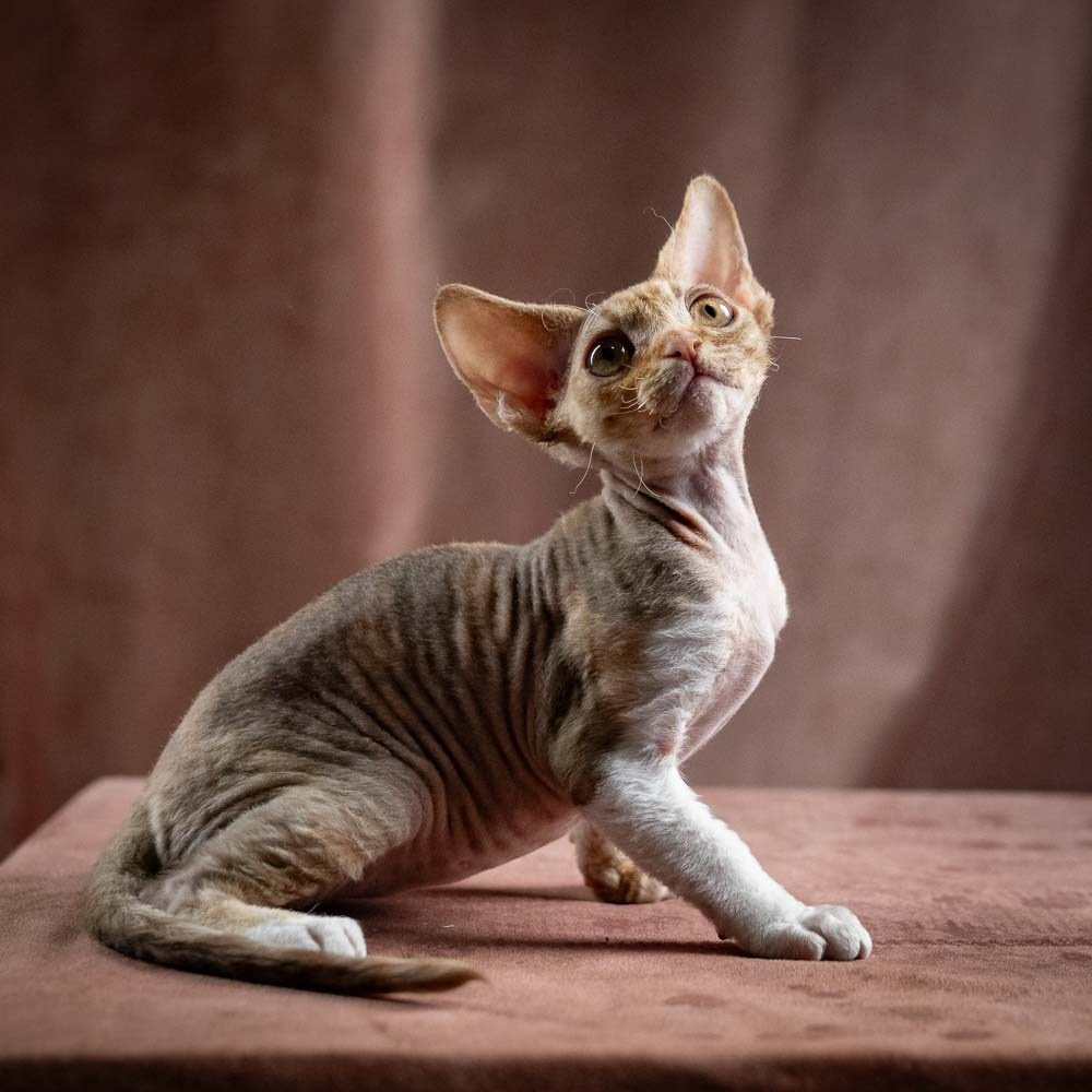Ophelia, girl, born 02.08.26. Devon Rex Pixie Cattery