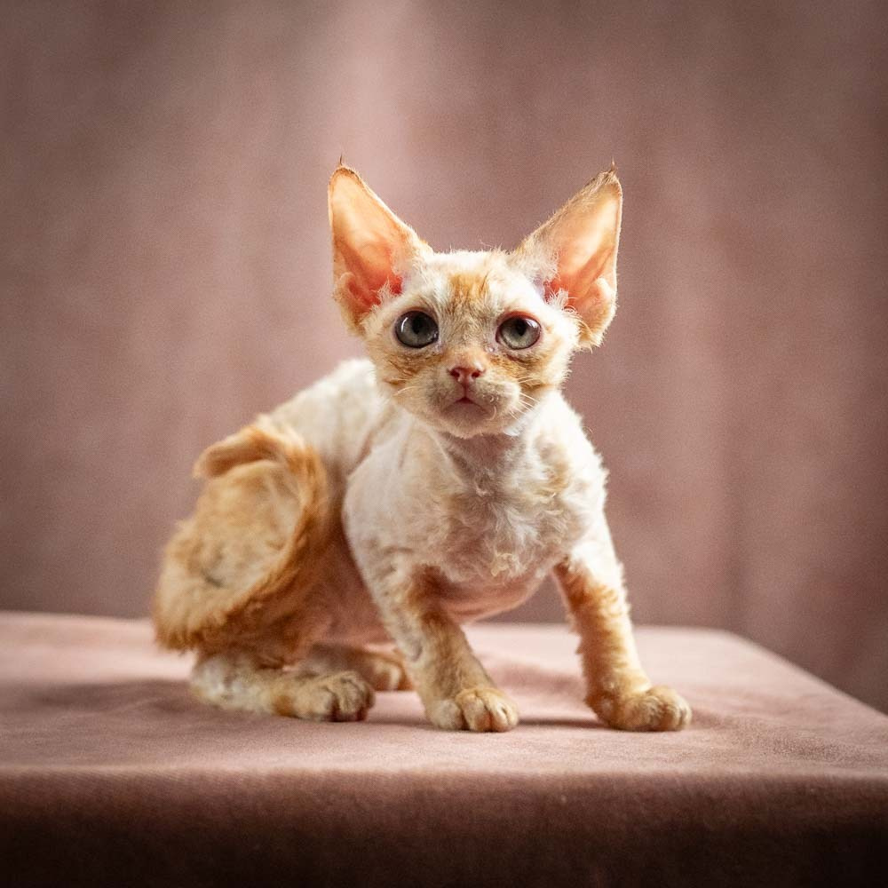 Piper, girl, born 02.11.26. Devon Rex Pixie Cattery