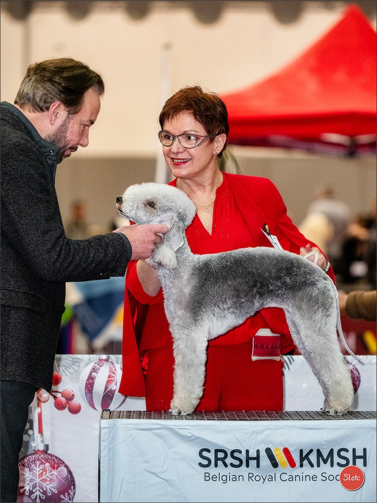 14-15.12.2024 Brussels Dog Show 🇧🇪. Photographe à Strasbourg | Portraits, Studio, Enfants, Événements