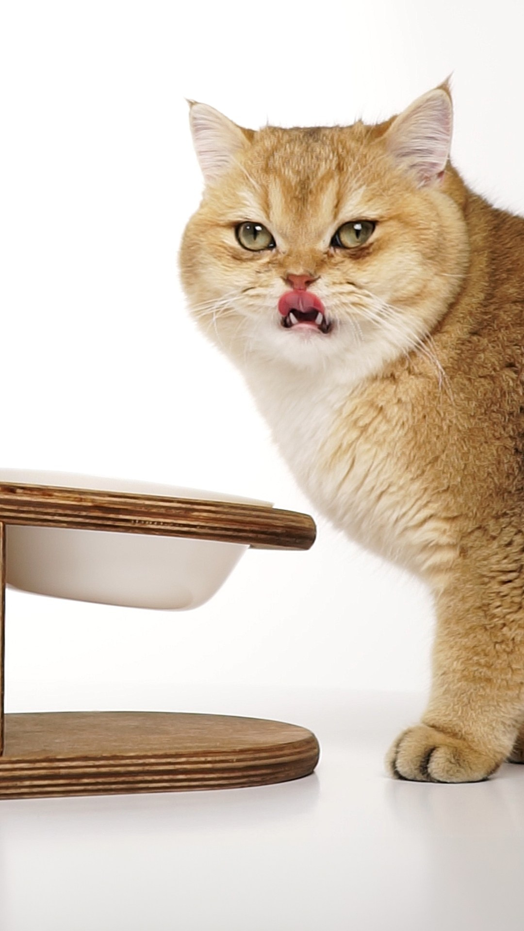 Mr.Cat Home. Ellstudio film production