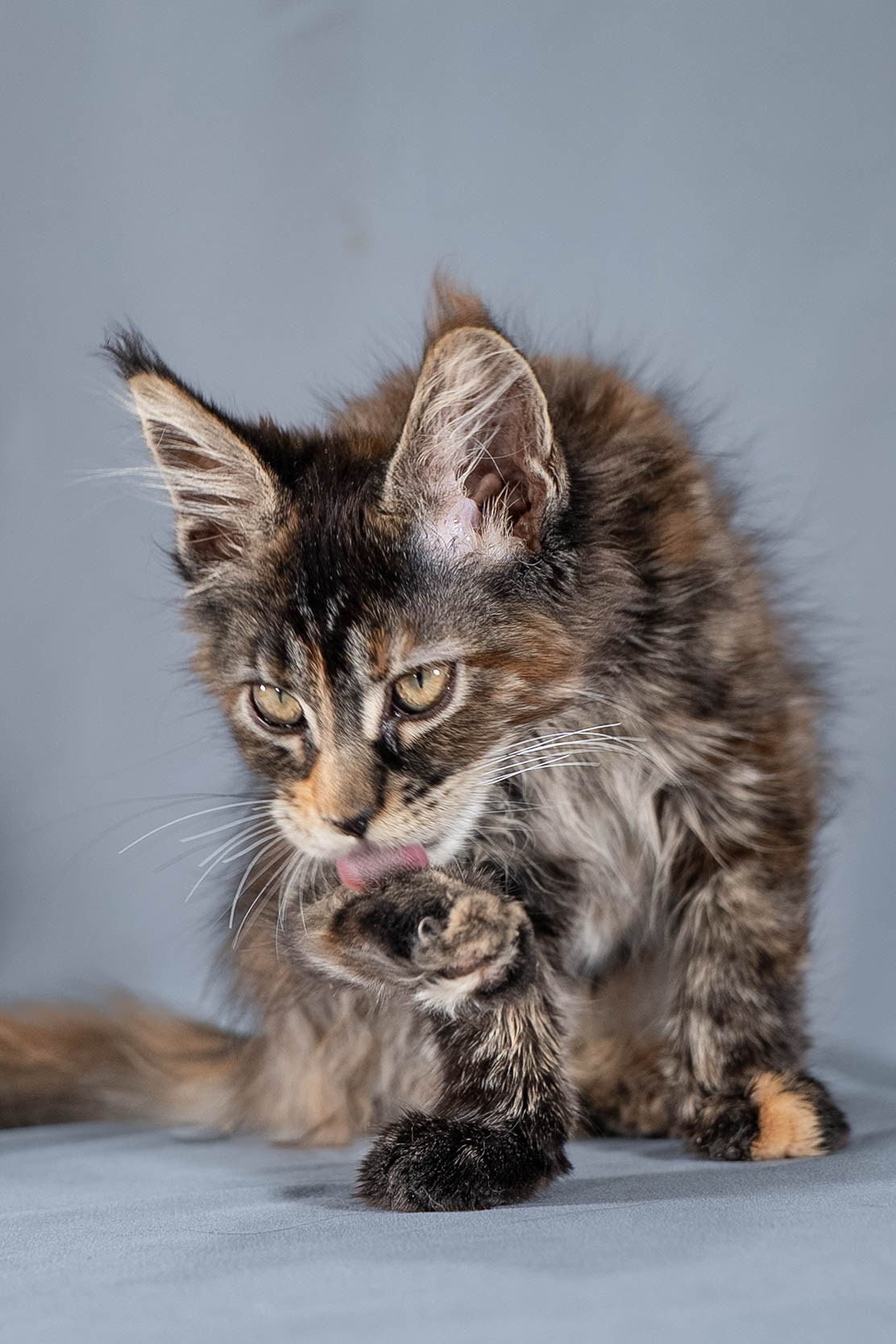 Senator Ulani. Senator Cat — Maine Coon cattery