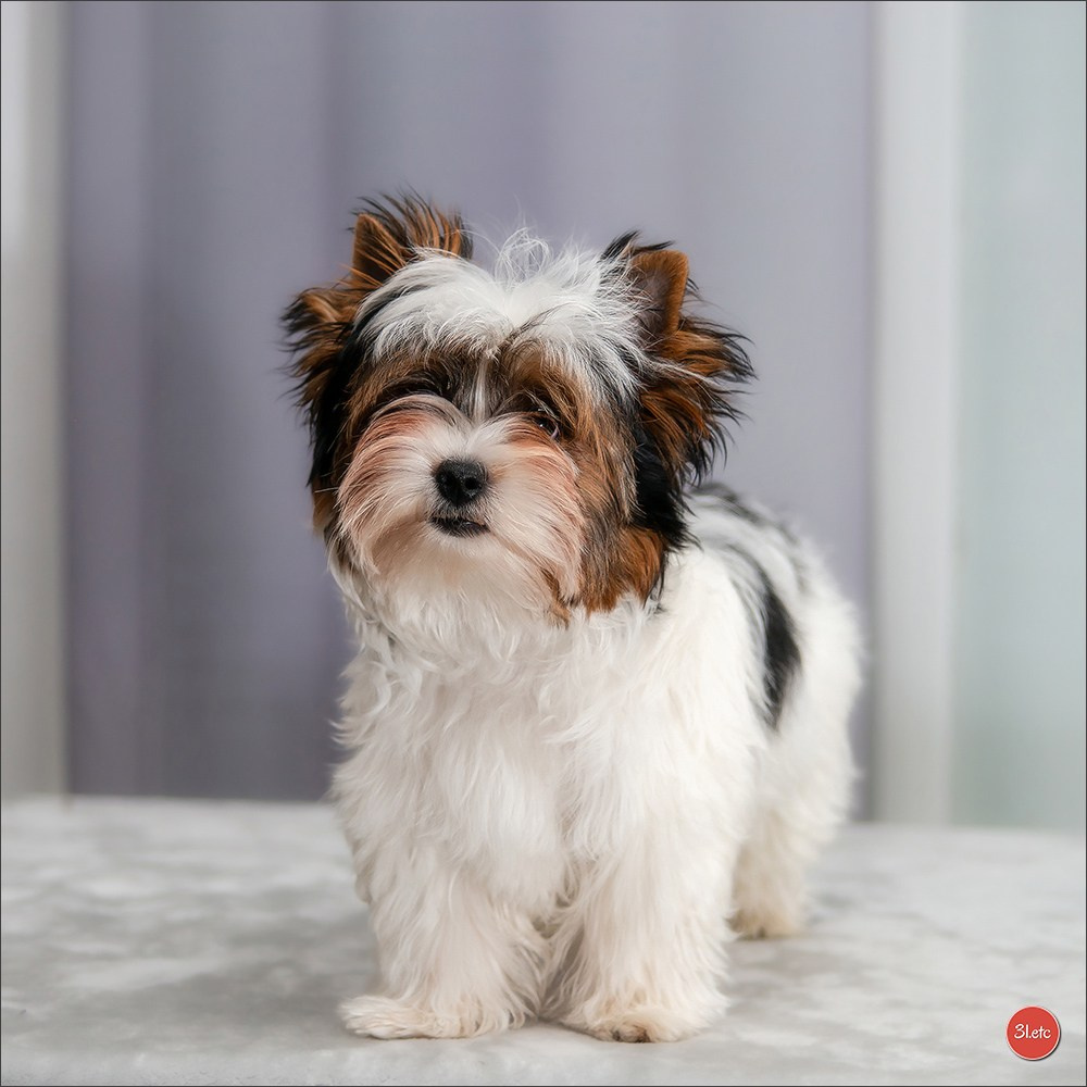 Yorkshire terrier biewer. Photographe à Strasbourg | Portraits, Studio, Enfants, Événements