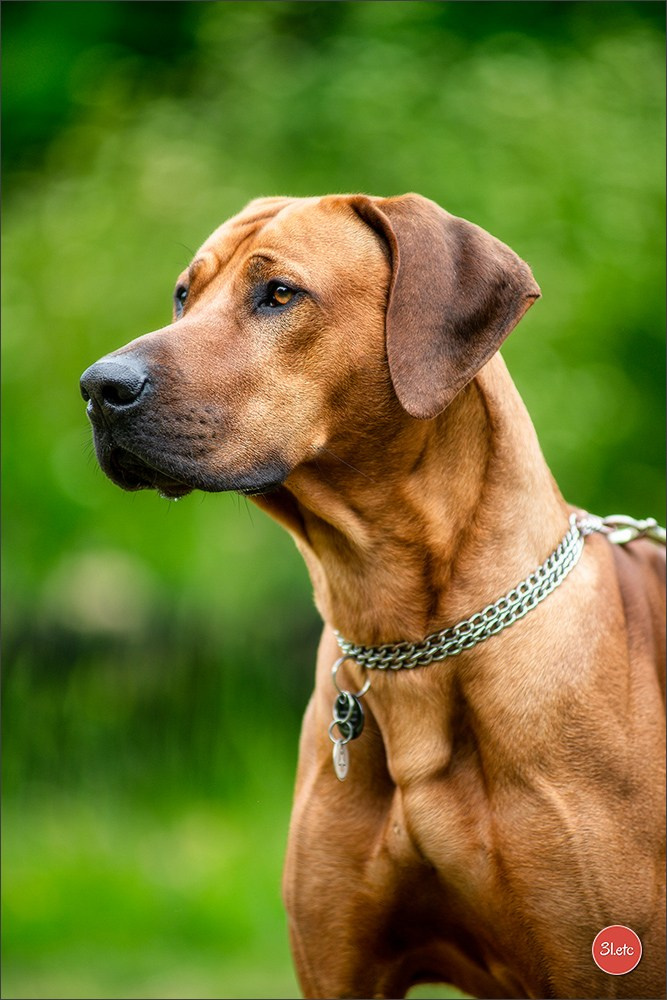 R.E. Rhodesian Ridgeback - Belleau (54) Expo canine Nancy  🇫🇷  24/05/2025. Photographe à Strasbourg | Portraits, Studio, Enfants, Événements