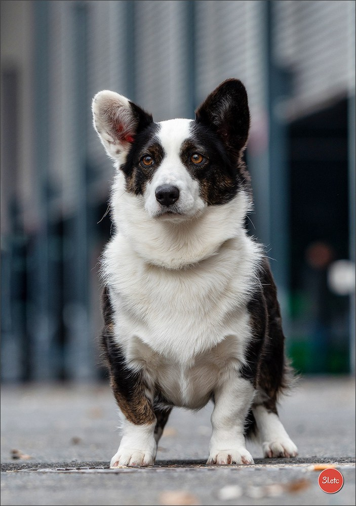 🇩🇪 Offenburg International Dogshow 15-16.03.25 🇩🇪. Photographe à Strasbourg | Portraits, Studio, Enfants, Événements