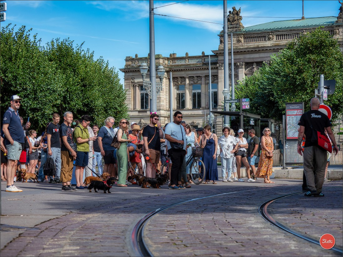 Teckels Parade Strasbourgeoise  Vous pouvez voir le galerie de photos. Photographe à Strasbourg | Portraits, Studio, Enfants, Événements
