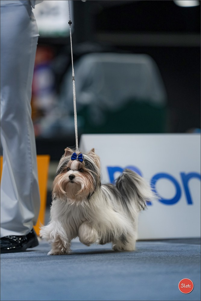 🇱🇺 LUXEMBOURG 🇱🇺 International Dog Show 4-5/04/2026. Photographe à Strasbourg | Portraits, Studio, Enfants, Événements
