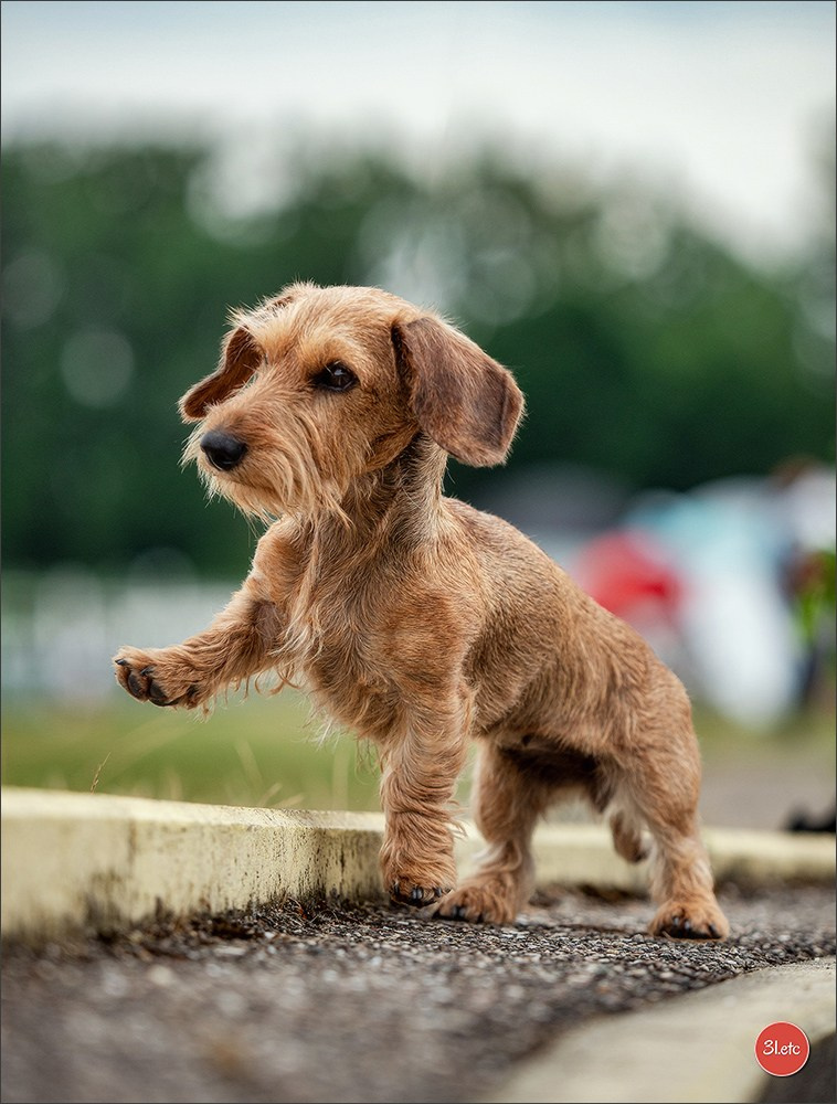 Photographie animalière. Photographe à Strasbourg | Portraits, Studio, Enfants, Événements