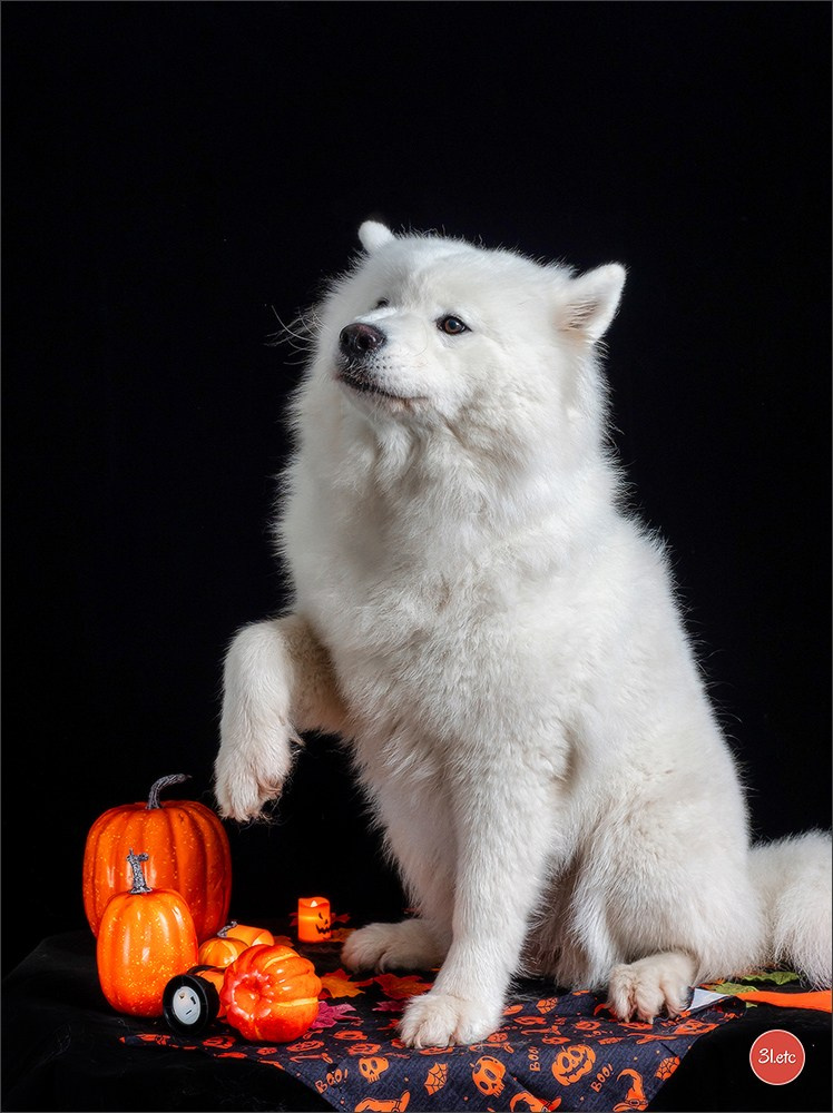 Séance photo d'Halloween dans un salon de toilettage https://pood-els.com/ à Strasbourg. Photographe à Strasbourg | Portraits, Studio, Enfants, Événements