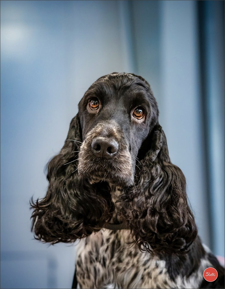 🇫🇷  Chalons en Champagne  🇫🇷  Expo canine  31/01-01/02/2026. Photographe à Strasbourg | Portraits, Studio, Enfants, Événements
