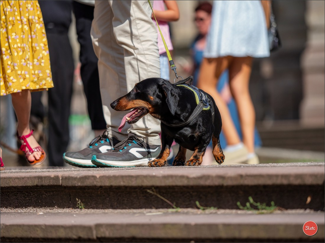 Teckels Parade Strasbourgeoise  Vous pouvez voir le galerie de photos. Photographe à Strasbourg | Portraits, Studio, Enfants, Événements