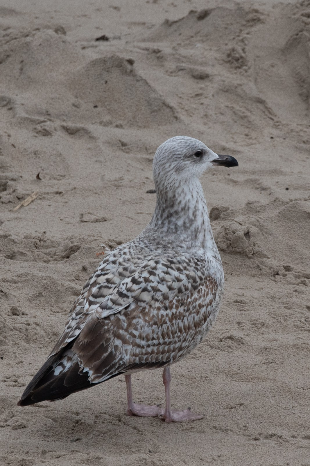 Tierwelt. Bürgerreporter & Amateurfotograf in Hannover