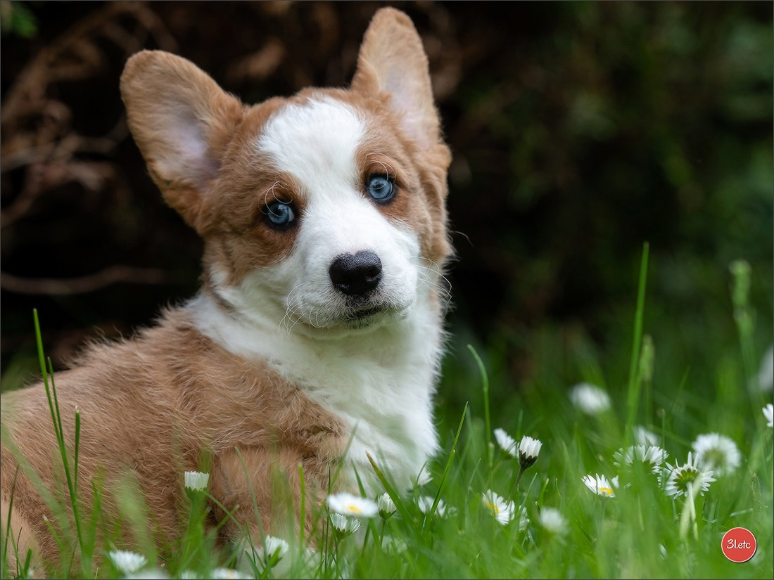 Photographie animalière. Photographe à Strasbourg | Portraits, Studio, Enfants, Événements