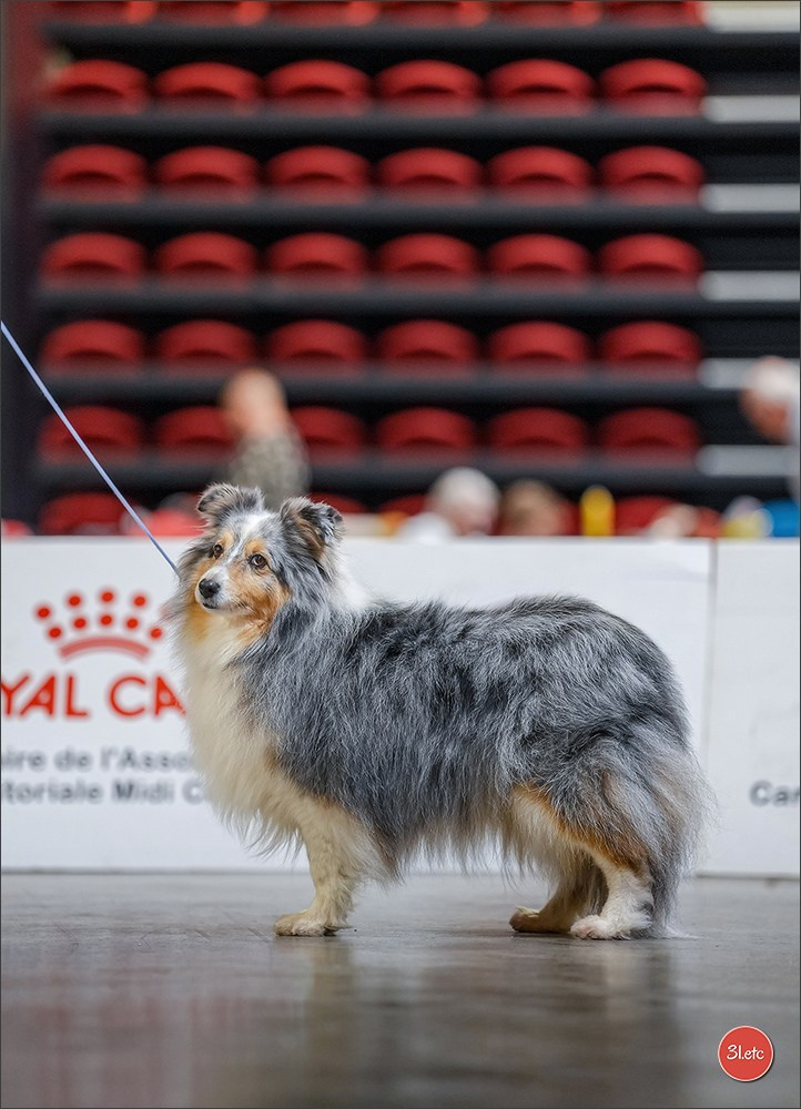Expo canine 🇫🇷 Martigues 18-19/04/2026