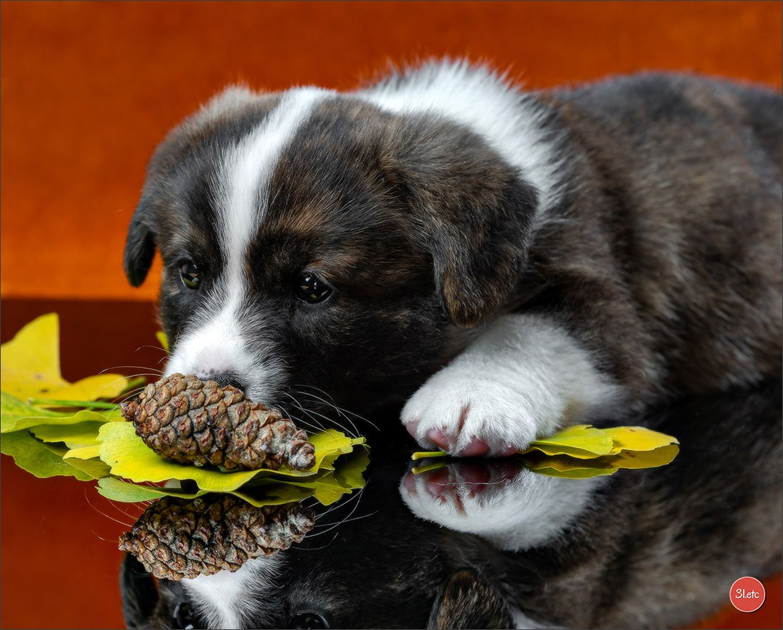 Photographie animalière. Photographe à Strasbourg | Portraits, Studio, Enfants, Événements