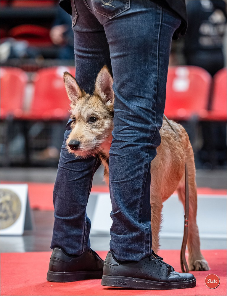 Expo canine 🇫🇷 Martigues  19-20/04/2025. Photographe à Strasbourg | Portraits, Studio, Enfants, Événements