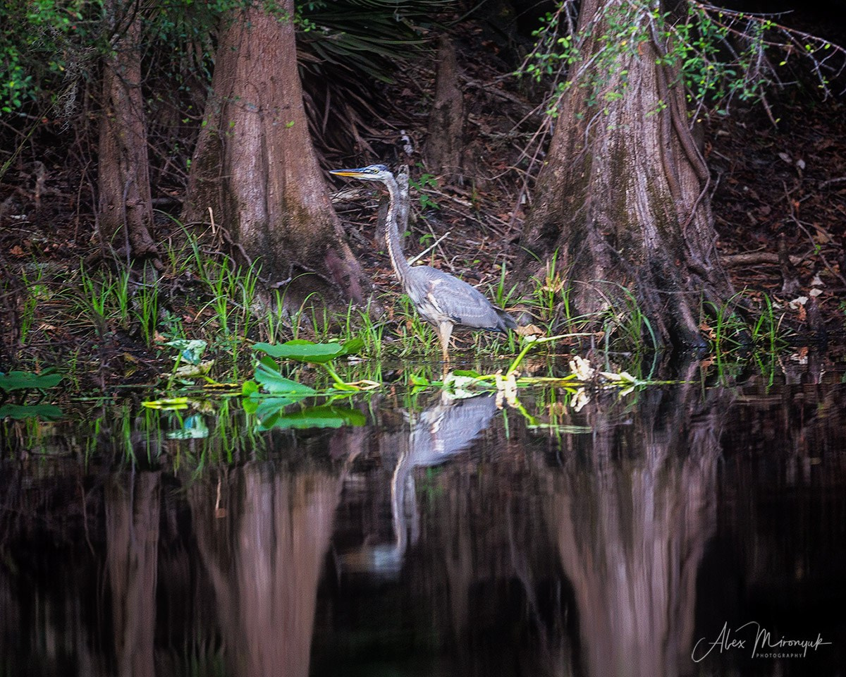 Exploring True Florida: Springs, Rivers & Manatees by Canoe. Pet, Senior, Landscape, portrait studio, photographer in Miami and Sou