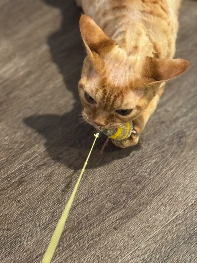 Dorito, boy, born on 06.06.24 SOLD. Devon Rex Pixie Cattery