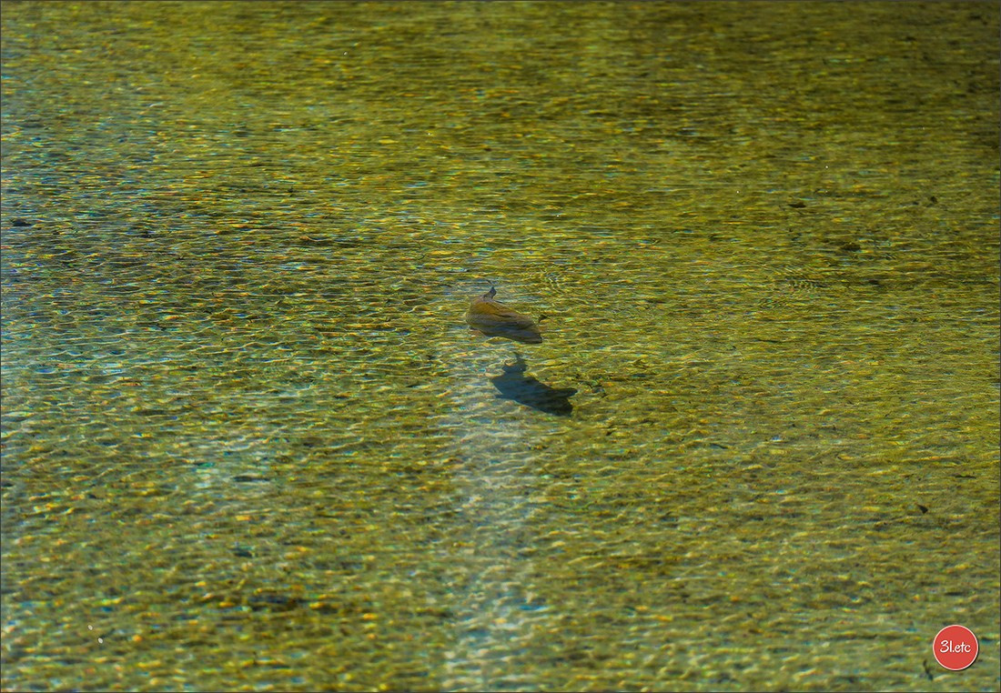 TEST ::: Sony Alpha 7 V (ILCE-7M5) 70-200mm f/2.8 GM II OSS. Photographe à Strasbourg | Portraits, Studio, Enfants, Événements