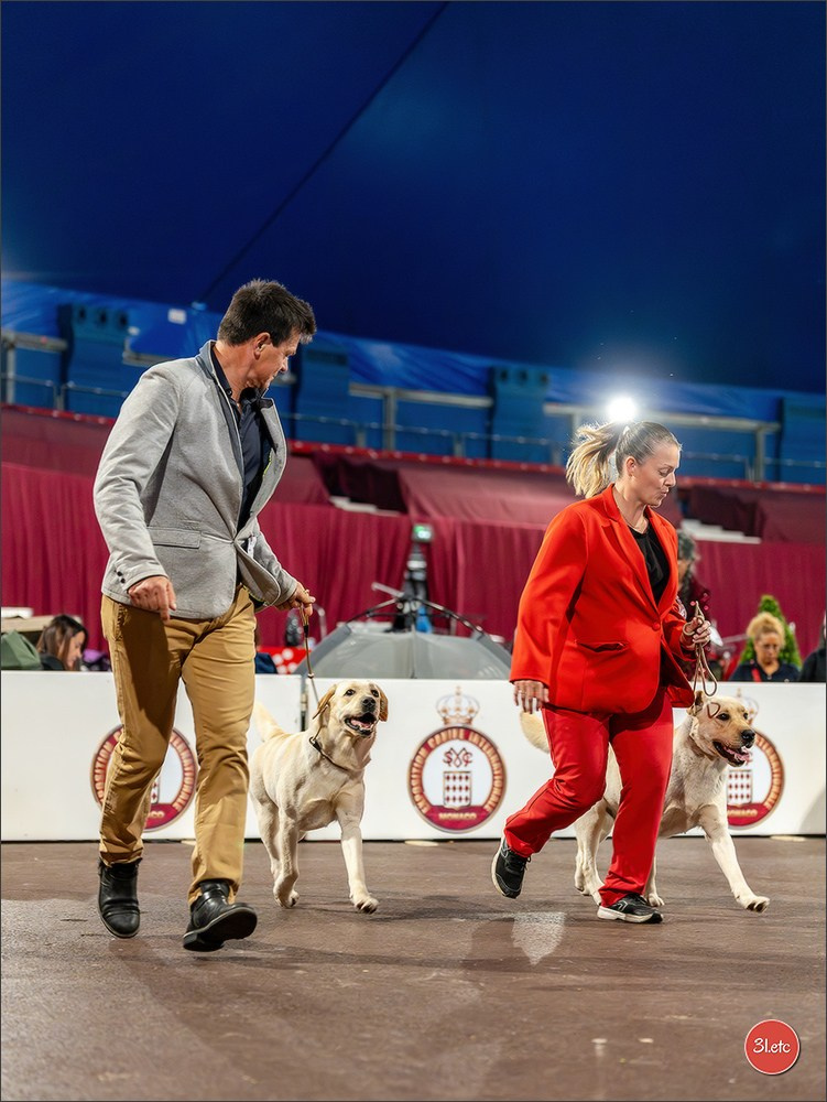 Expo canine 🇲🇨 Monaco 9-10/05/2026. Photographe à Strasbourg | Les animaux, Portraits, Studio, Événements
