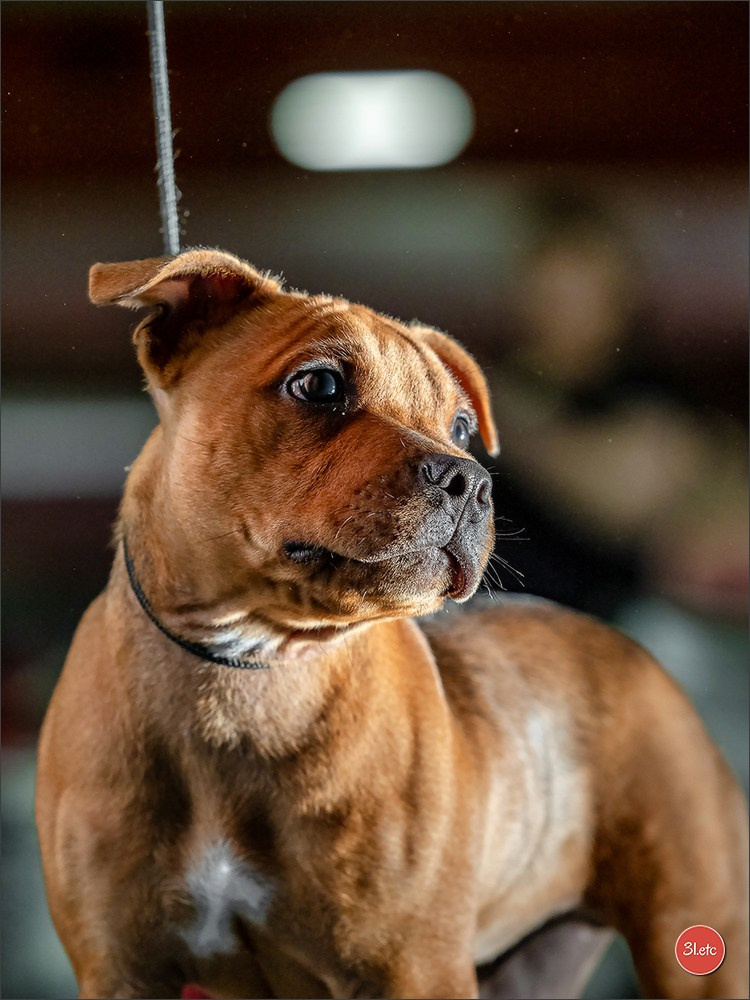 Expo canine 🇫🇷 Beziers 11-12/10/2025. Photographe à Strasbourg | Portraits, Studio, Enfants, Événements