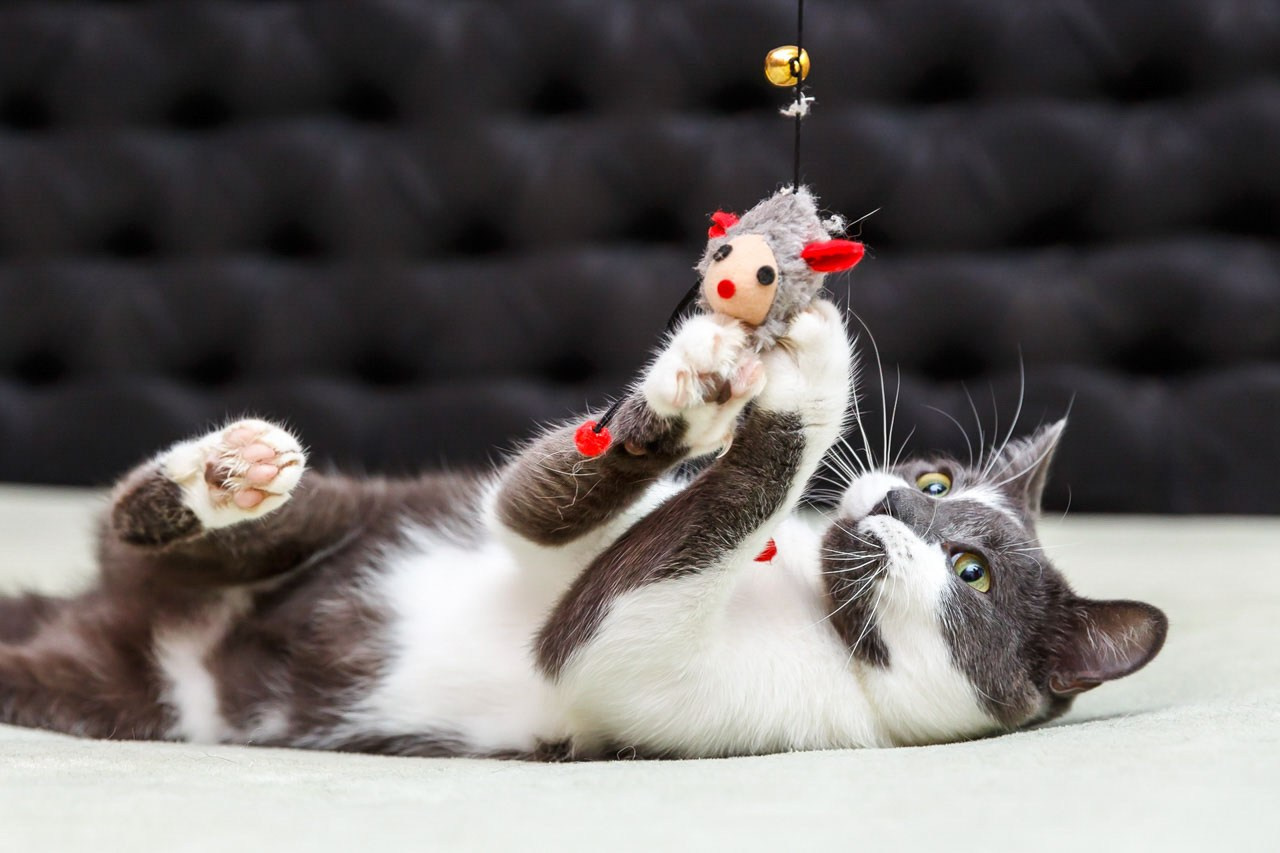 Razigrana mačka u akrobatskom pokretu – kreativna fotografija kućnih ljubimaca.