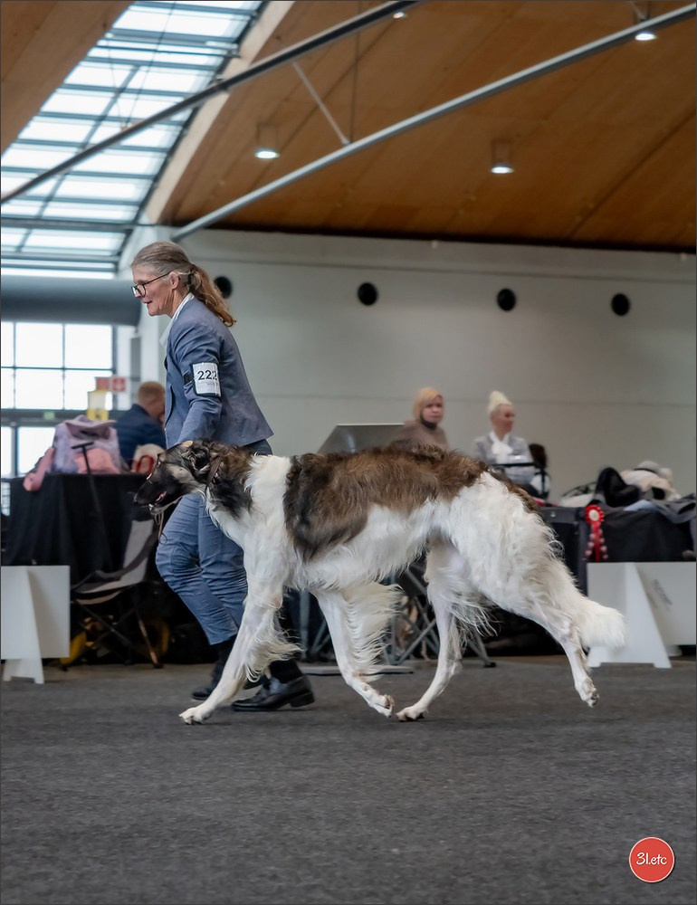 Dog Show Karlsruhe 🇩🇪  29-30/11/2025. Photographe à Strasbourg | Portraits, Studio, Enfants, Événements