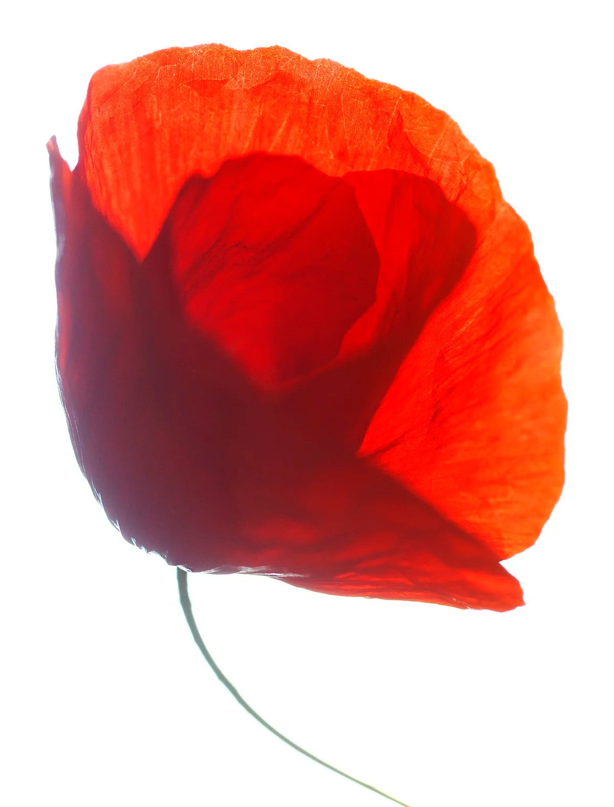 Beauty. Interimagenes I Barcelona Photographers