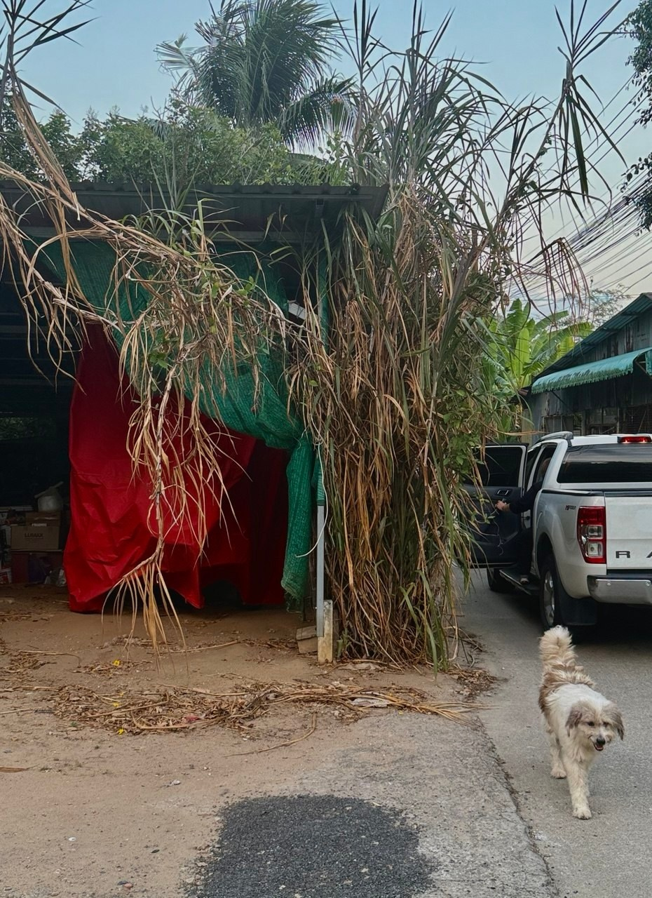 Phuket_2024/2025. Photographer, photo artist Alena Novgorodtseva