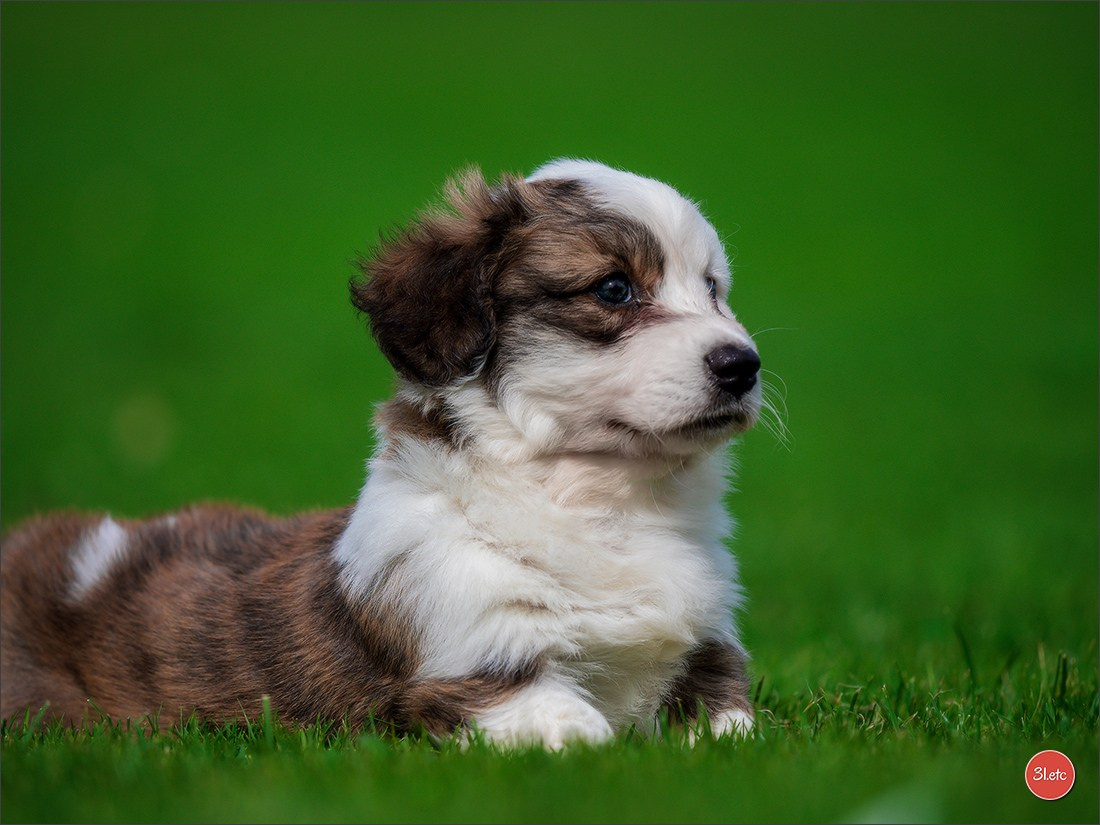 Photographie animalière. Photographe à Strasbourg | Portraits, Studio, Enfants, Événements