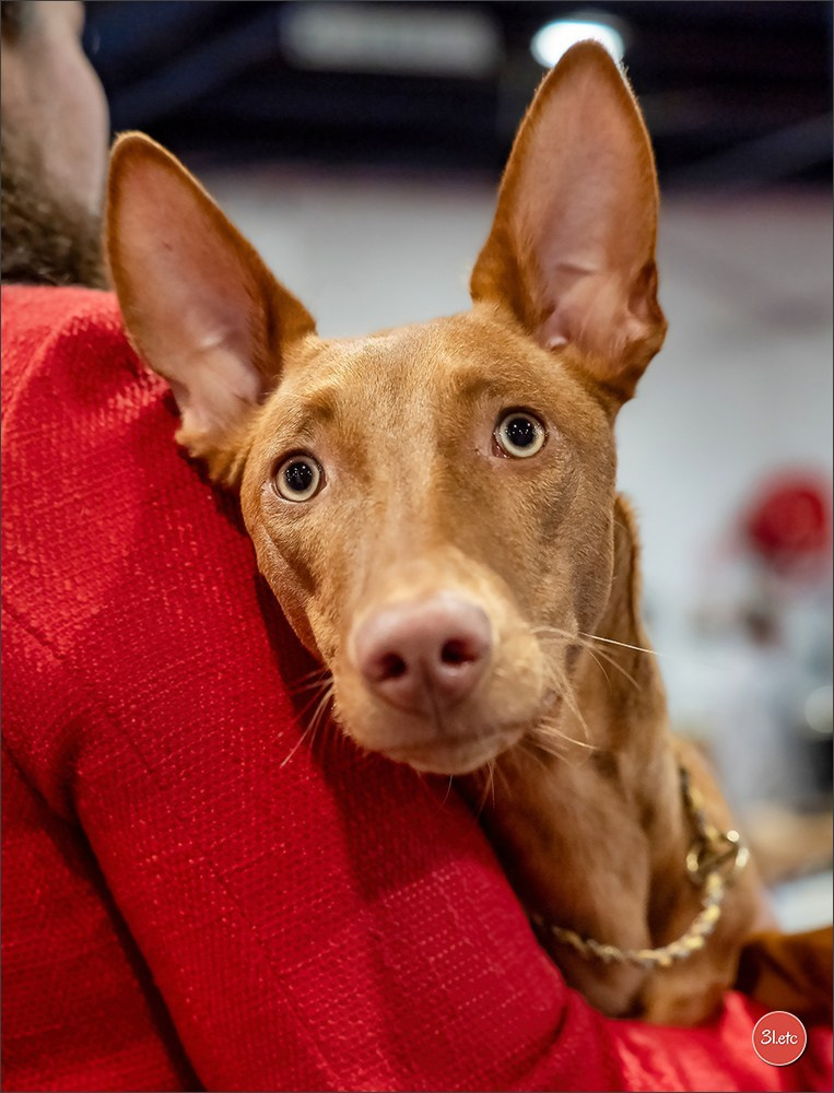 🇫🇷  Angers  🇫🇷  Expo canine  21-22/03/2026. Photographe à Strasbourg | Portraits, Studio, Enfants, Événements