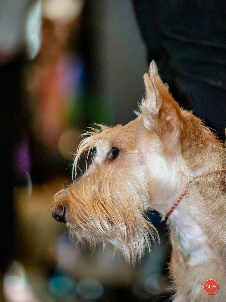 14-15.12.2024 Brussels Dog Show 🇧🇪. Photographe à Strasbourg | Portraits, Studio, Enfants, Événements