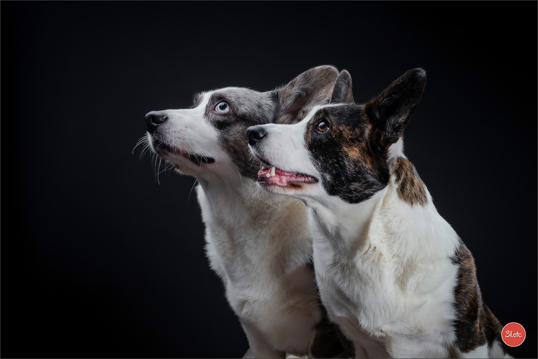 Photographie animalière. Photographe à Strasbourg | Portraits, Studio, Enfants, Événements