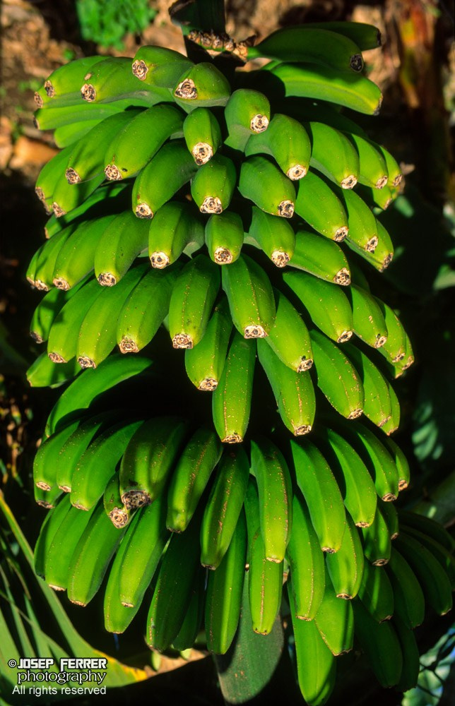 Bunch of bananas, Canary islands
