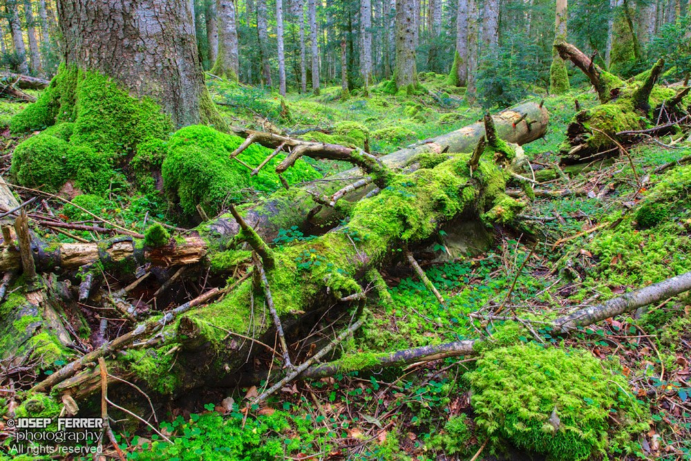 Pine forest, Ordesa national park, Huesca