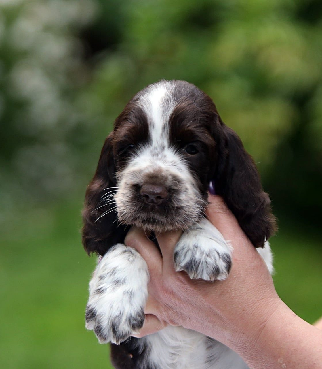 Our Female | International English Springer Spaniel Show Kennel. Website of the titled stud dog of the Springer Spaniel breed