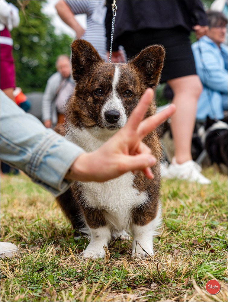 Championnat de France du chien de race  🇫🇷  DIJON (château de Brognon) 7-8/06/2025. Photographe à Strasbourg | Portraits, Studio, Enfants, Événements